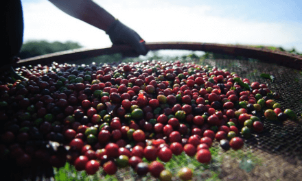 Pesquisa da Conab indica queda na produção de café nacional em 2021