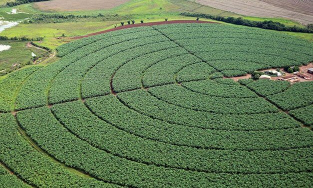 Governo publica novas regras para registro de defensivos agrícolas